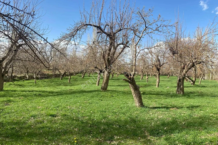 Payas Bağ Bahçe Alım Satım